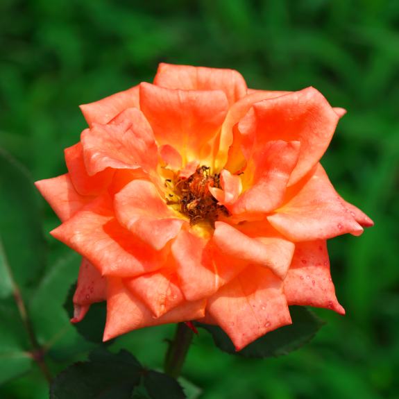 Roses Nursery Melbourne Rose Plants Delivery Melbourne All Green